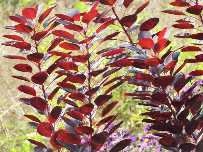 Cotinus Coggygria, Cotinus, Smokebush, Smoketree, Eurasian Smokebush, Smoke Bush, Smoke Tree, Deciduous Shrubs, Foliage, Fall color